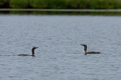 David Plant Photography - Wildlife Photography - Red-throated diver - A
