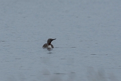 David Plant Photography - Wildlife Photography - Red-throated diver - B
