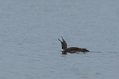David Plant Photography - Wildlife Photography - Red-throated diver - D