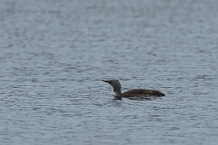 David Plant Photography - Wildlife Photography - Red-throated diver - E