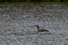 David Plant Photography - Wildlife Photography - Red-throated diver - G