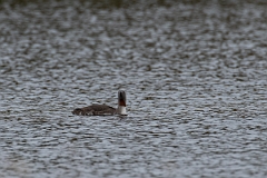 David Plant Photography - Wildlife Photography - Red-throated diver - H