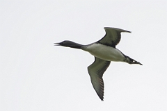 David Plant Photography - Wildlife Photography - Red-throated diver - J