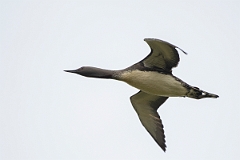 David Plant Photography - Wildlife Photography - Red-throated diver - N
