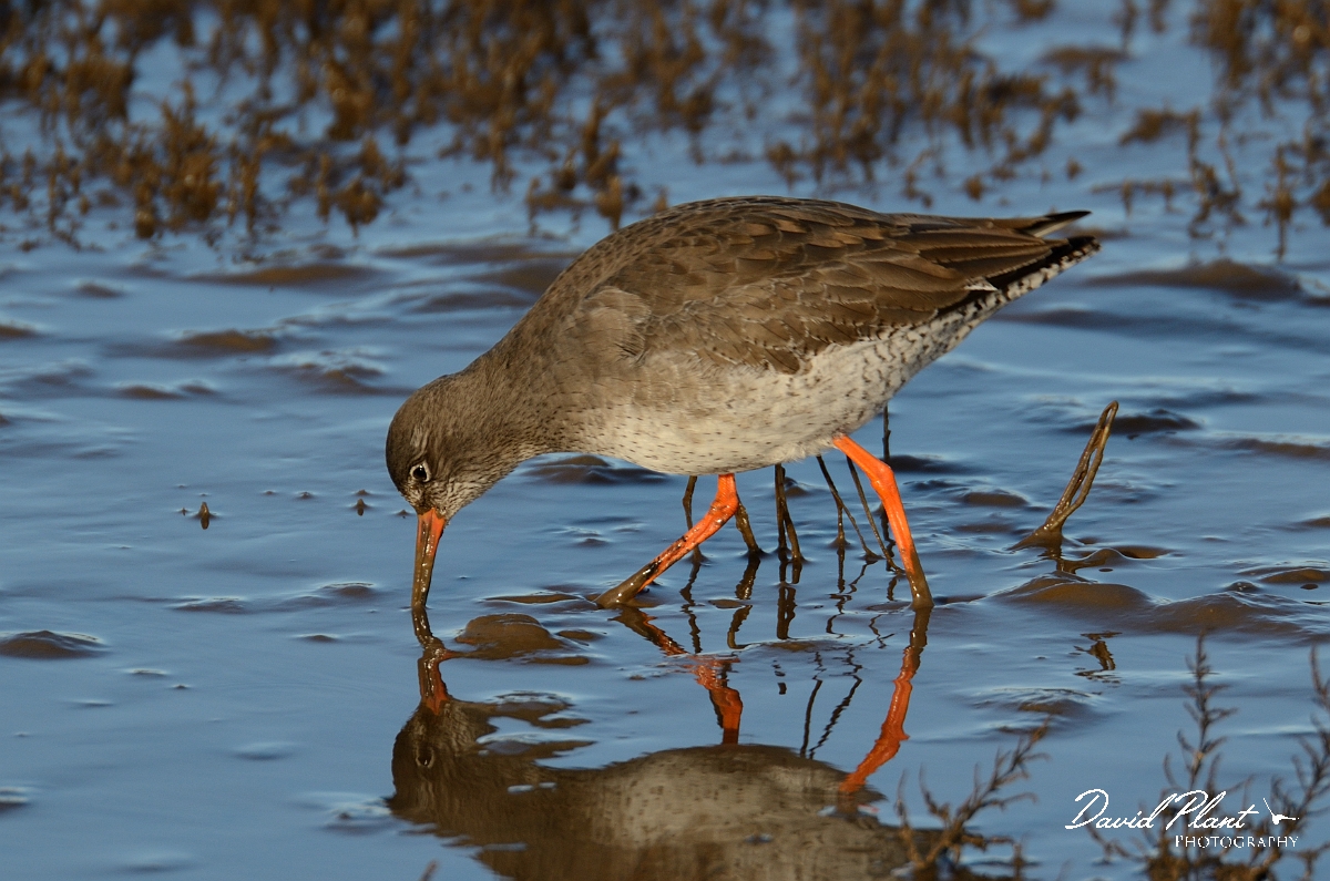 David Plant Photography - Wildlife Photography - Redshank - J.jpg - Redshank feeding - Norfolk