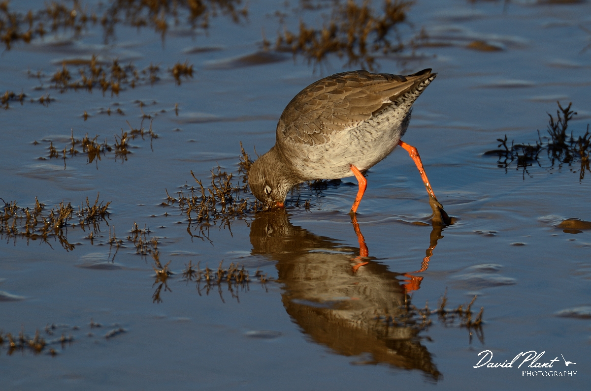 David Plant Photography - Wildlife Photography - Redshank - L.jpg - Redshank feeding - Norfolk