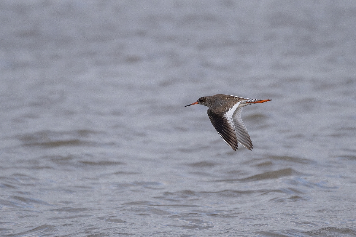 David Plant Photography - Wildlife Photography - Redshank - Q.jpg - Redshank - Norfolk