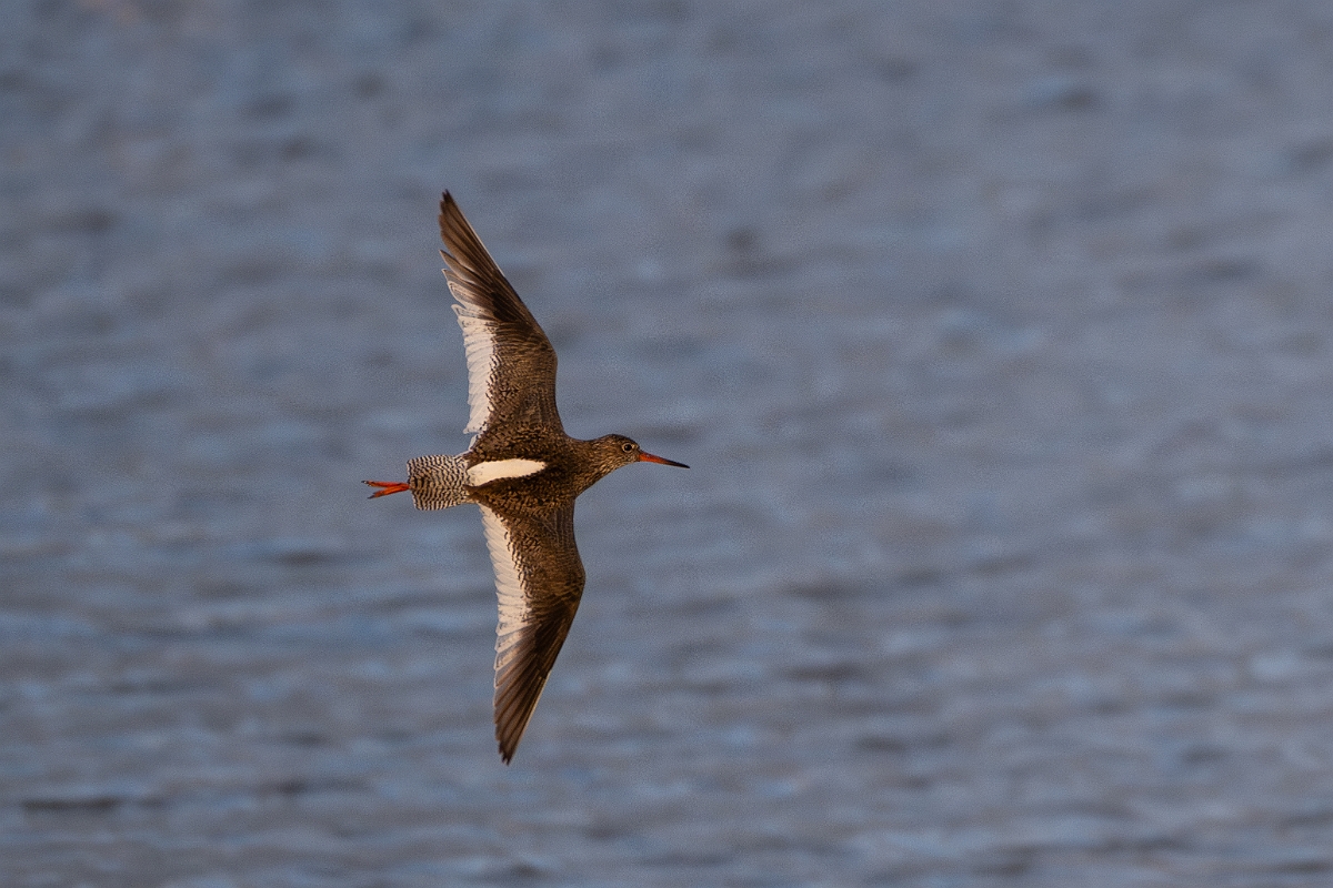 David Plant Photography - Wildlife Photography - Redshank - R.jpg - Redshank - Norfolk