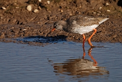 David Plant Photography - Wildlife Photography - Redshank - E