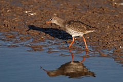 David Plant Photography - Wildlife Photography - Redshank - G