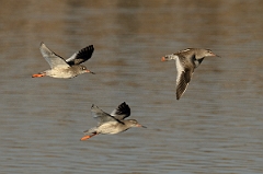 David Plant Photography - Wildlife Photography - Redshank - H