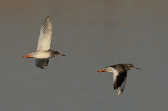 David Plant Photography - Wildlife Photography - Redshank - I
