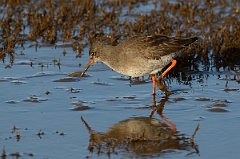 David Plant Photography - Wildlife Photography - Redshank - K