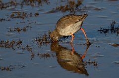 David Plant Photography - Wildlife Photography - Redshank - L