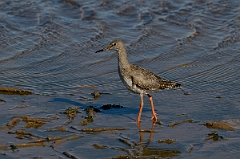 David Plant Photography - Wildlife Photography - Redshank - M