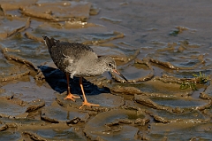 David Plant Photography - Wildlife Photography - Redshank - N