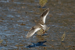 David Plant Photography - Wildlife Photography - Redshank - O