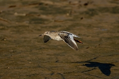 David Plant Photography - Wildlife Photography - Redshank - P