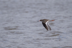 David Plant Photography - Wildlife Photography - Redshank - Q