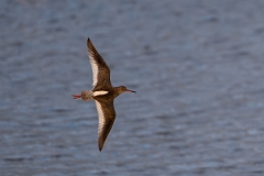 David Plant Photography - Wildlife Photography - Redshank - R