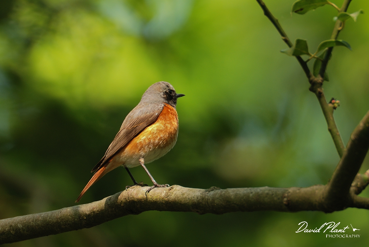 David Plant Photography - Wildlife Photography - Redstart - A.jpg - Redstart, male - Forest of Dean