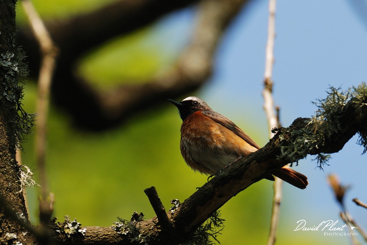 David Plant Photography - Wildlife Photography - Redstart - B.jpg - Redstart, male - Forest of Dean