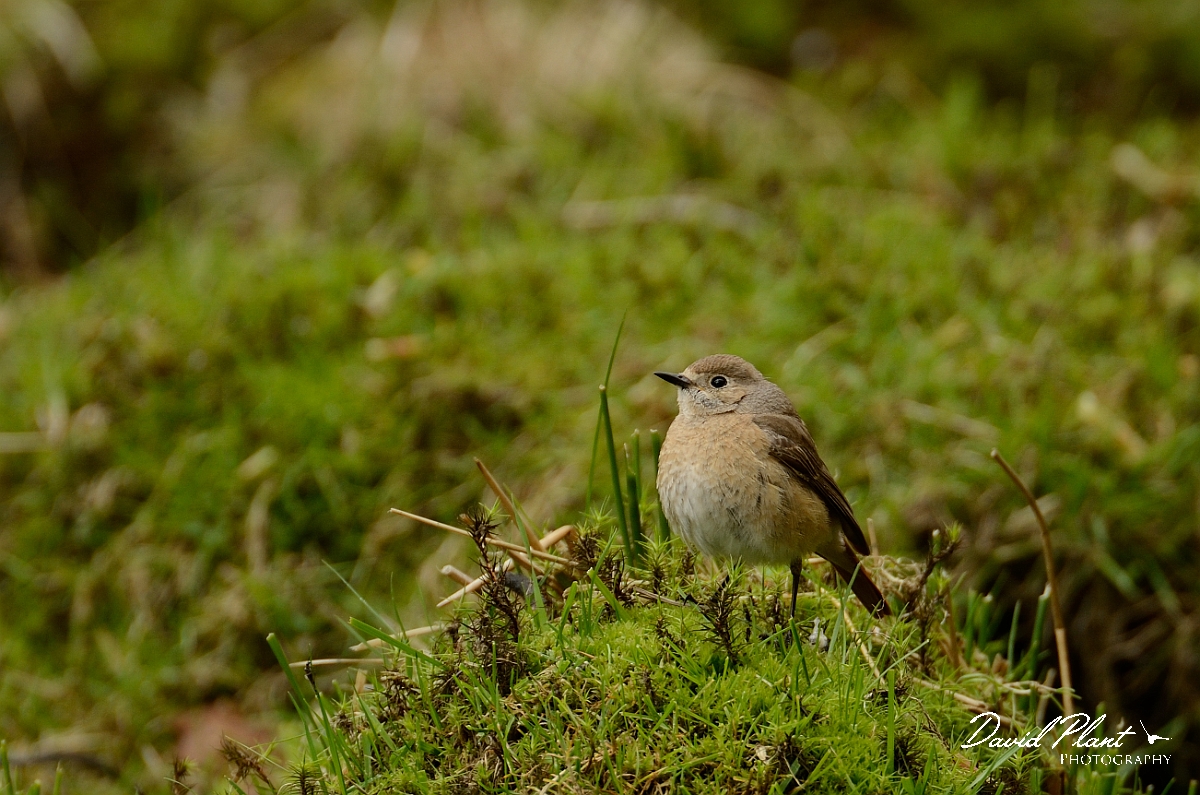 David Plant Photography - Wildlife Photography - Redstart - G.jpg - Redstart, female - Gwynedd