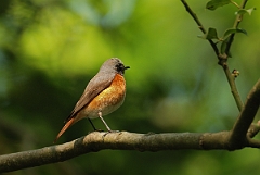David Plant Photography - Wildlife Photography - Redstart - A