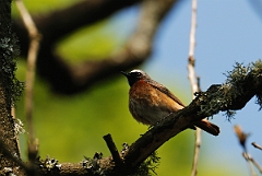 David Plant Photography - Wildlife Photography - Redstart - B