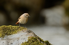 David Plant Photography - Wildlife Photography - Redstart - D