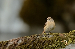 David Plant Photography - Wildlife Photography - Redstart - F