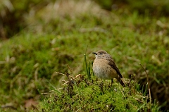David Plant Photography - Wildlife Photography - Redstart - G