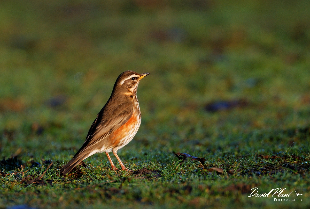 David Plant Photography - Wildlife Photographer - Redwing - B.jpg - Redwing - Slimbridge