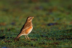 David Plant Photography - Wildlife Photographer - Redwing - B