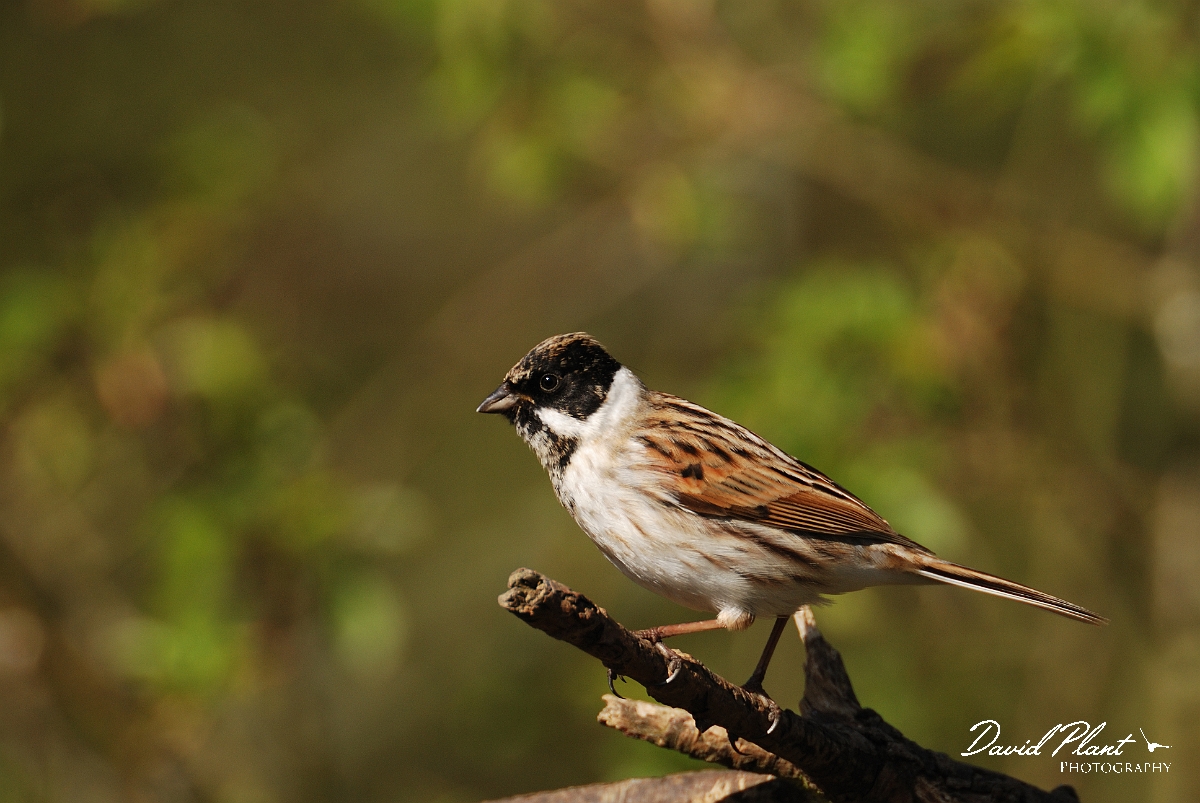 David Plant Photography - Wildlife Photographer - Reed bunting - D.jpg - Reed bunting male - Cambridgeshire