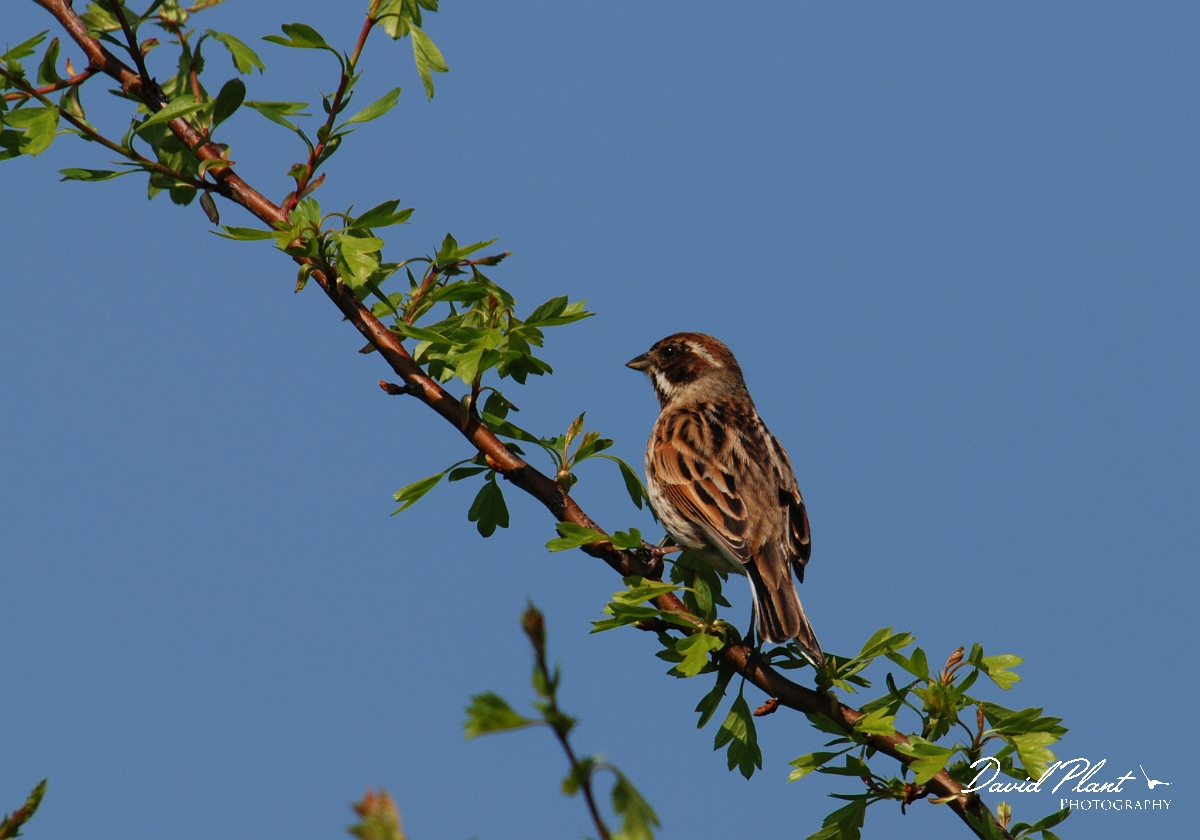 David Plant Photography - Wildlife Photographer - Reed bunting female - B.jpg - Reed bunting, female - Oxfordshire