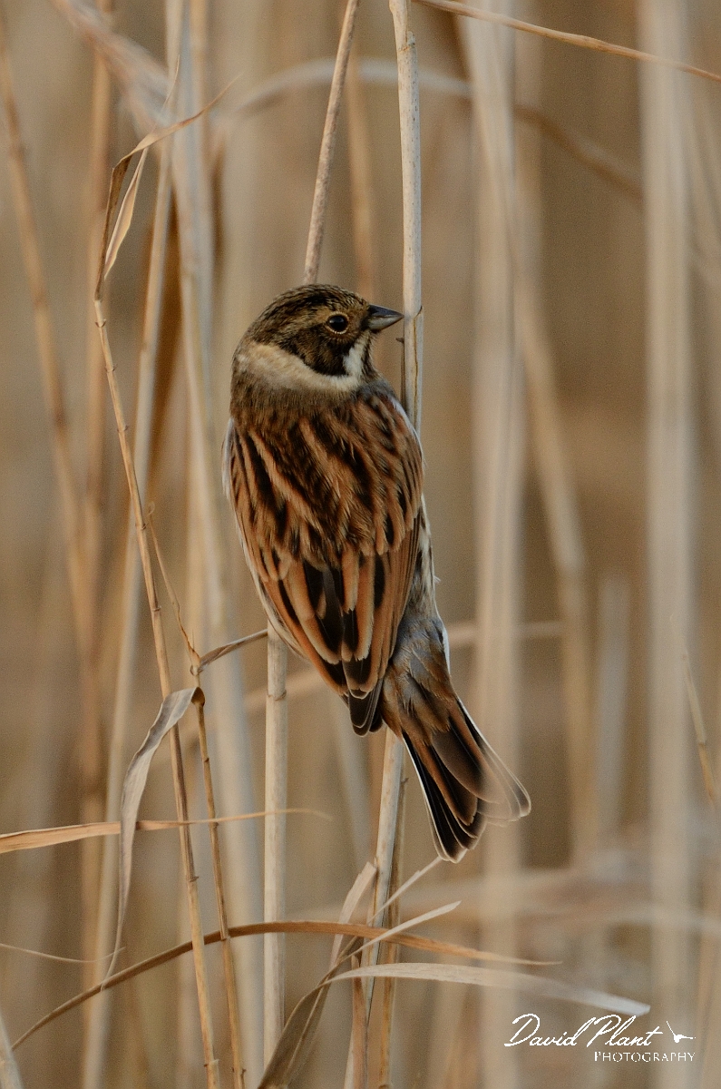David Plant Photography - Wildlife Photography - Reed bunting- G.jpg - Reed bunting, male amongst reeds - Cambridgeshrie