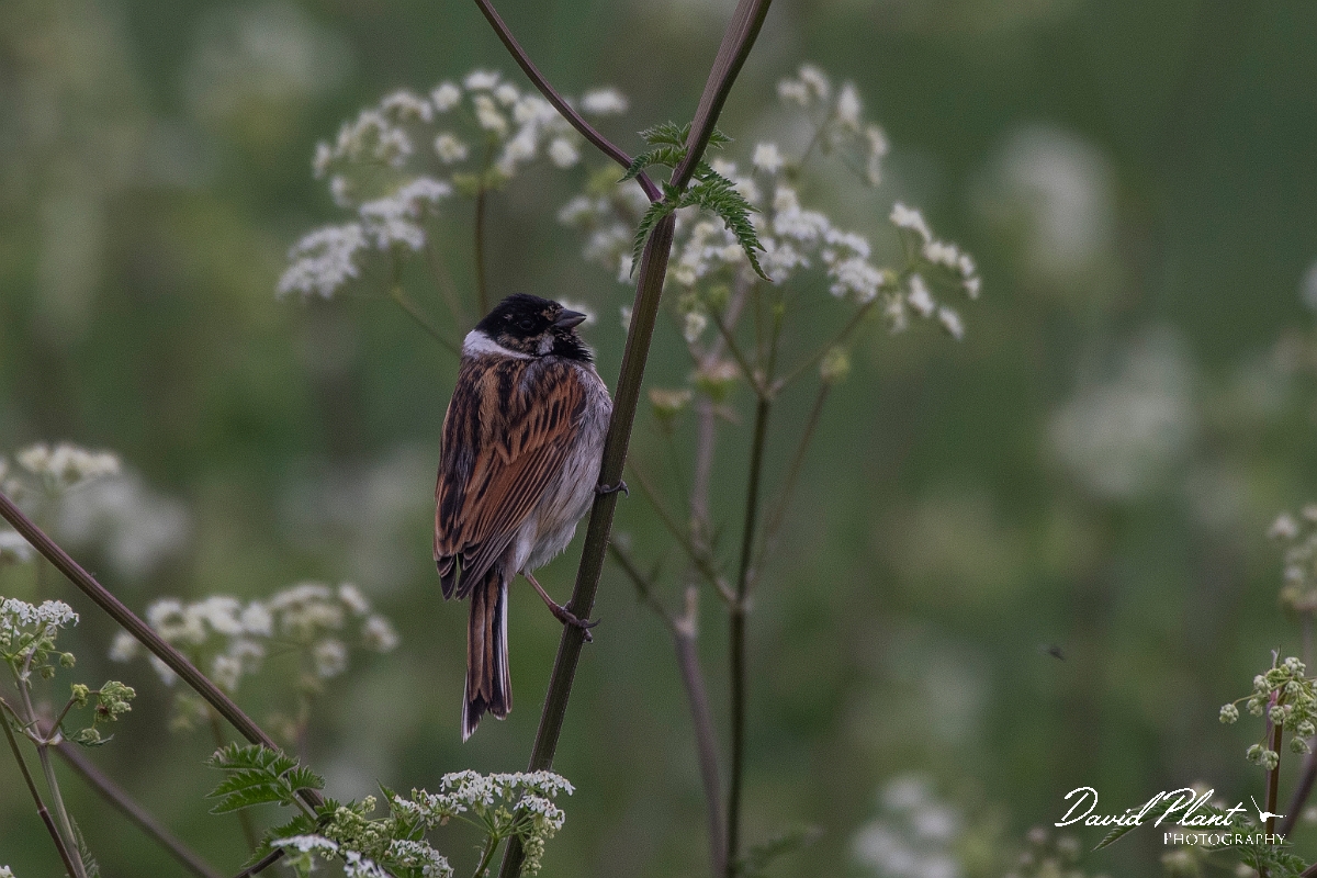 David Plant Photography - Wildlife Photography - Reed bunting- I.JPG - Reed bunting male - Kent