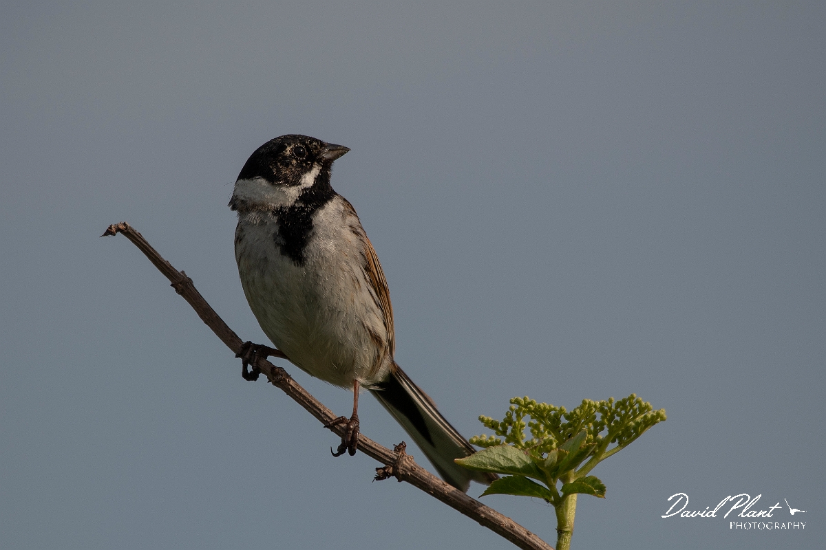 David Plant Photography - Wildlife Photography - Reed bunting- J.JPG - Reed bunting male - Kent