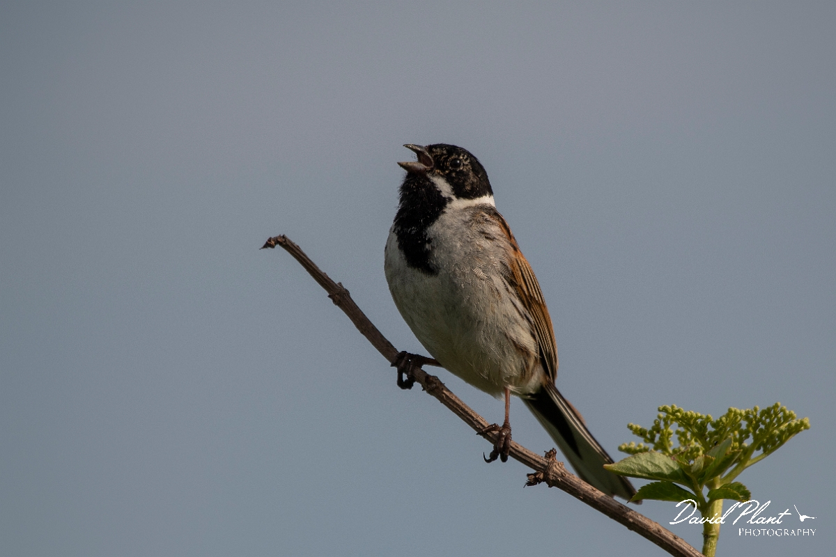 David Plant Photography - Wildlife Photography - Reed bunting- K.JPG - Reed bunting male - Kent