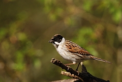 David Plant Photography - Wildlife Photographer - Reed bunting - D