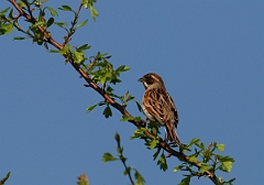David Plant Photography - Wildlife Photographer - Reed bunting female - B