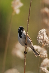 David Plant Photography - Wildlife Photographer - Reed bunting on reed - E