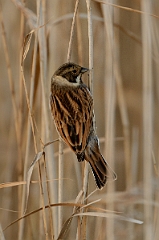 David Plant Photography - Wildlife Photography - Reed bunting- G