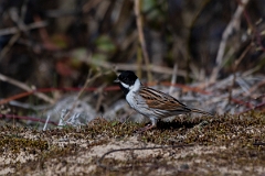 David Plant Photography - Wildlife Photography - Reed bunting- H