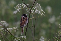 David Plant Photography - Wildlife Photography - Reed bunting- I