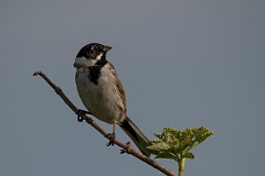 David Plant Photography - Wildlife Photography - Reed bunting- J