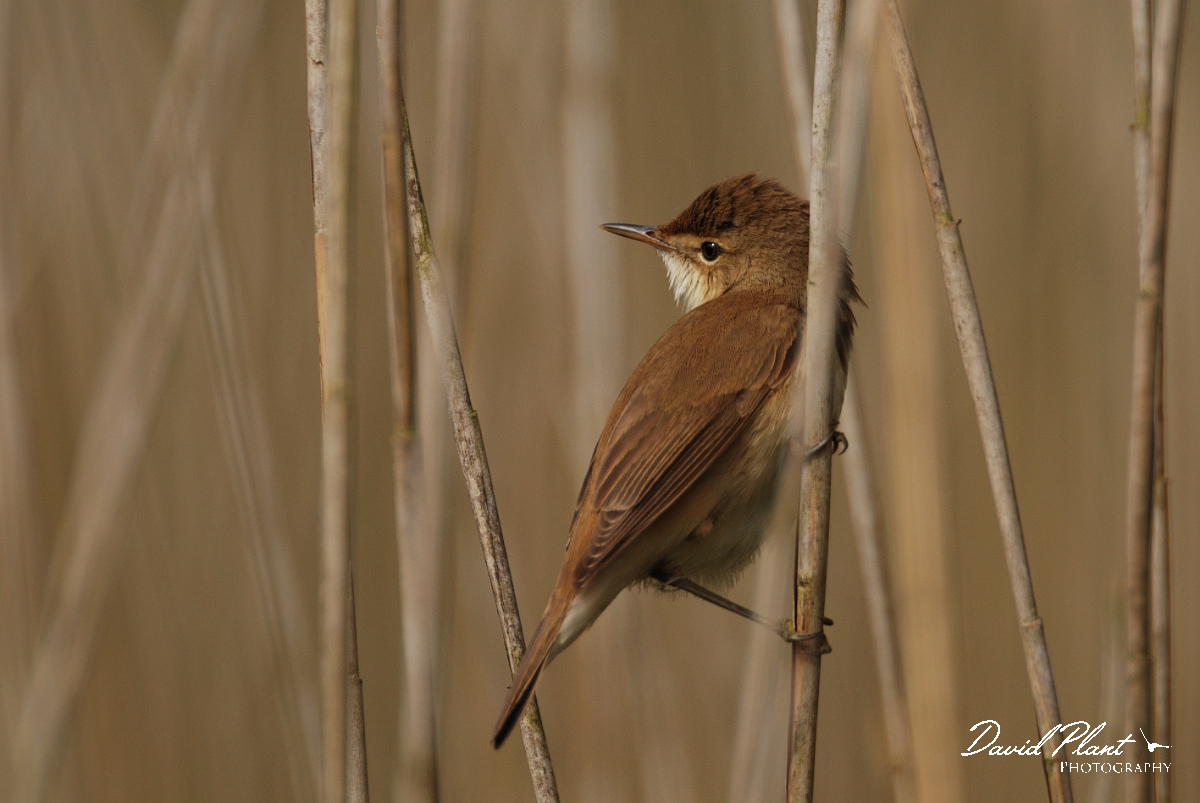David Plant Photography - Wildlife Photography - Reed warbler - A.jpg - Reed warbler looking over shoulder - Cambridgeshire
