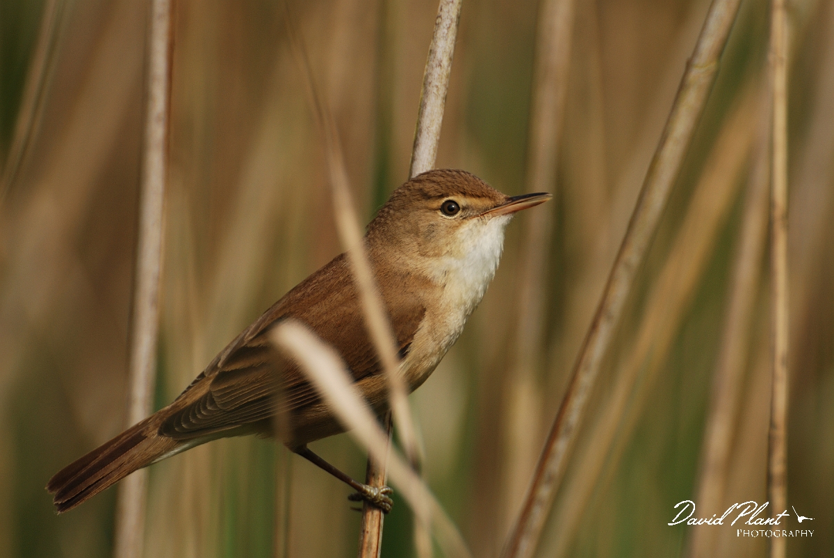 David Plant Photography - Wildlife Photography - Reed warbler - B.jpg - Reed warbler in reeds - Cambridgeshire