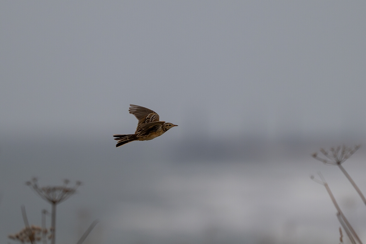 David Plant Photography - Wildlife Photography - Richard's pipit - B.jpg - Richard's pipit - Norfolk